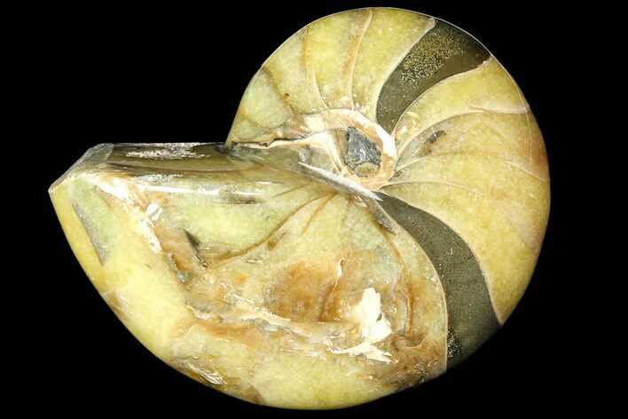 Polished Fossil Nautilus - Madagascar #113526